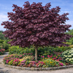 Javor mliečny (Acer platanoides) ´CRIMSON KING´ - výška 260-290 cm, obvod kmeňa 6/8 cm, kont. C18L 